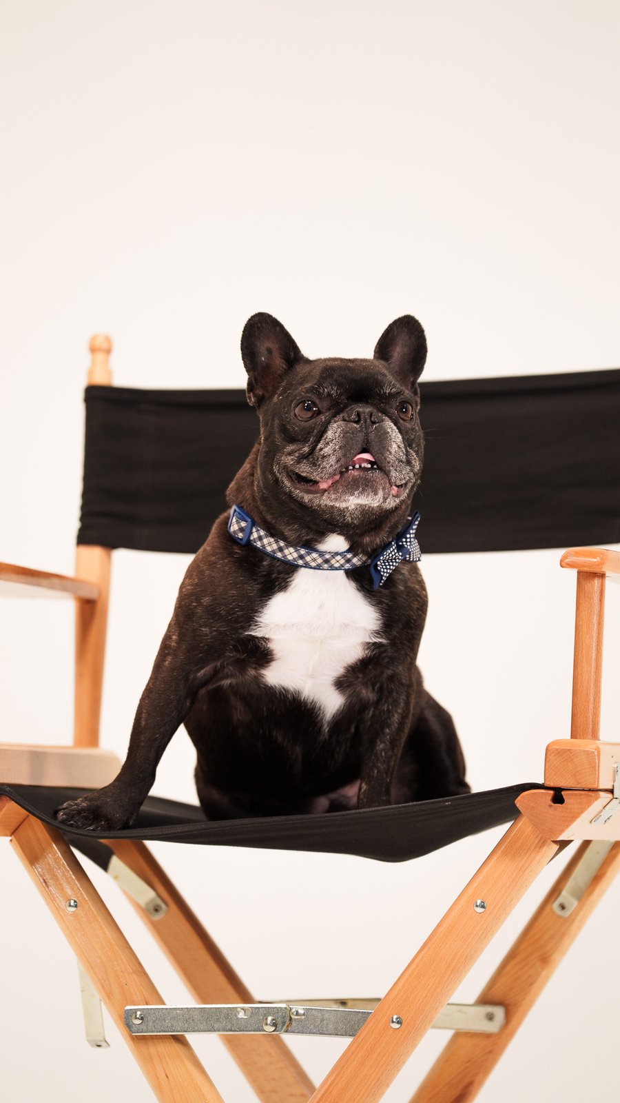 Peewee the French Bulldog therapy dog in a director's chair at Smile On Nashville